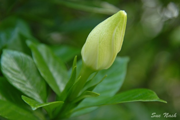 Gardenia bud photo